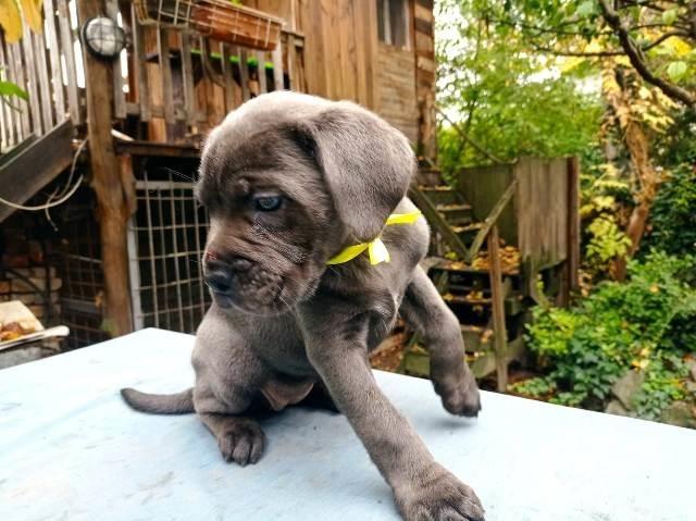 Cane-Corso--sivi-štenci