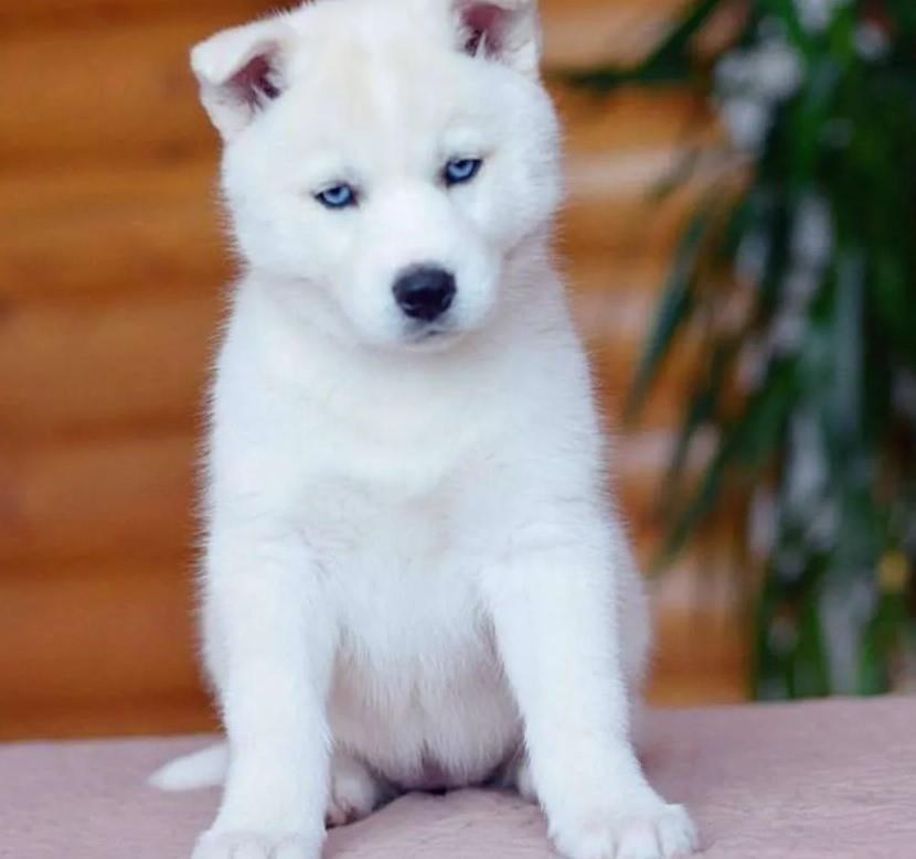 Sibirski-Haski-i-Samojed-stenci