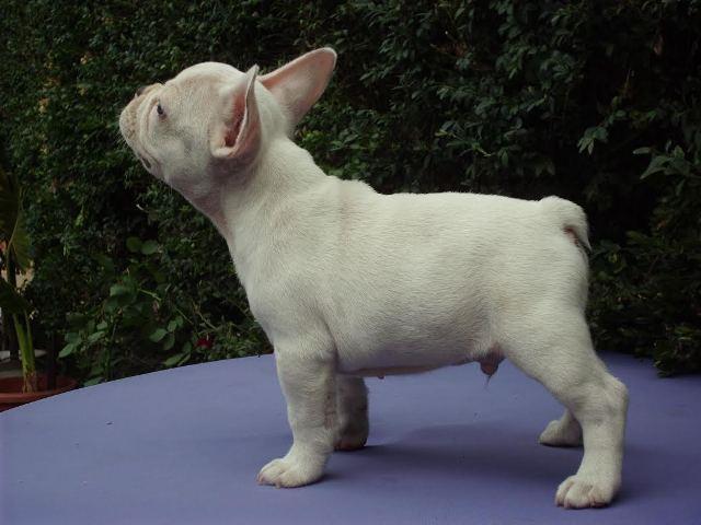 Francuski-buldog-stenad