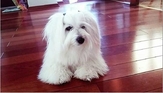 Coton-de-Tulear