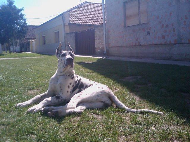 Nemacka-Doga