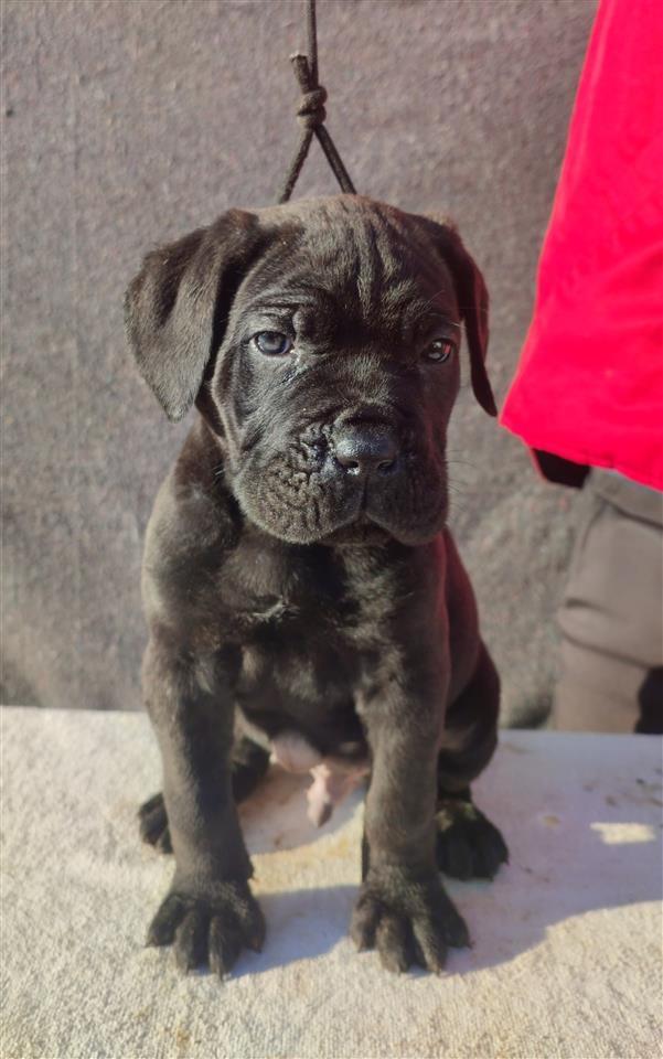 Cane-Corso