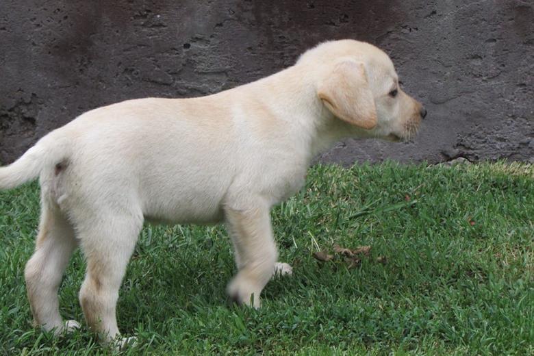 Labrador-retriver-stenad