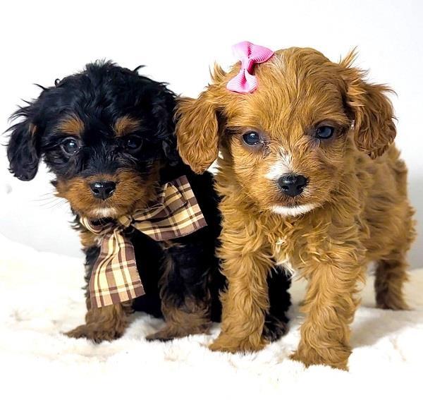 Cavapoo-kavapu--Cavalier-+-toy-pudla-