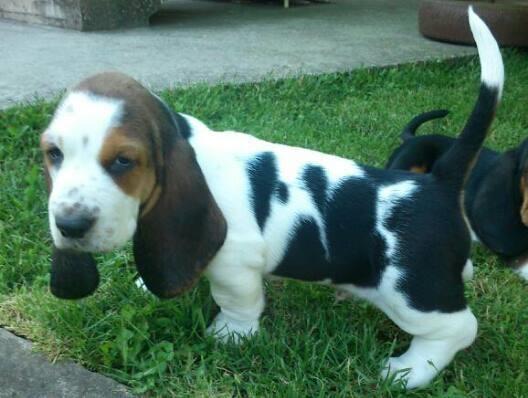 Basset-Hound-baset