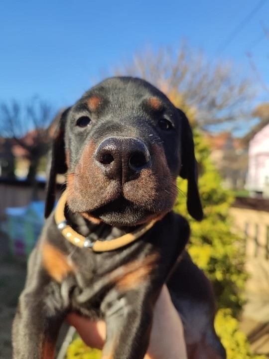 Doberman-stenci