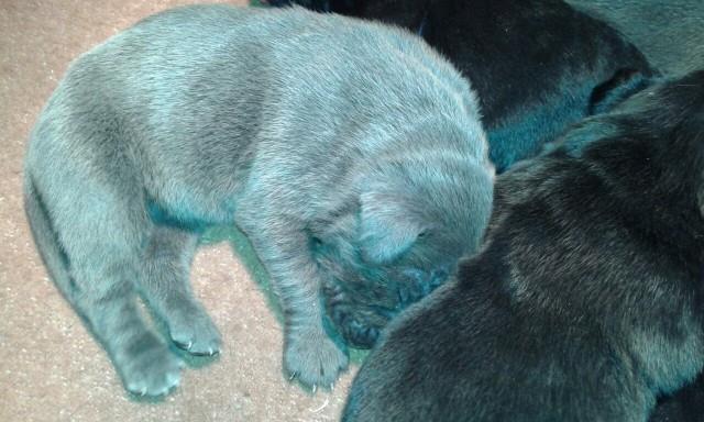 Cane corso, sivi stenci