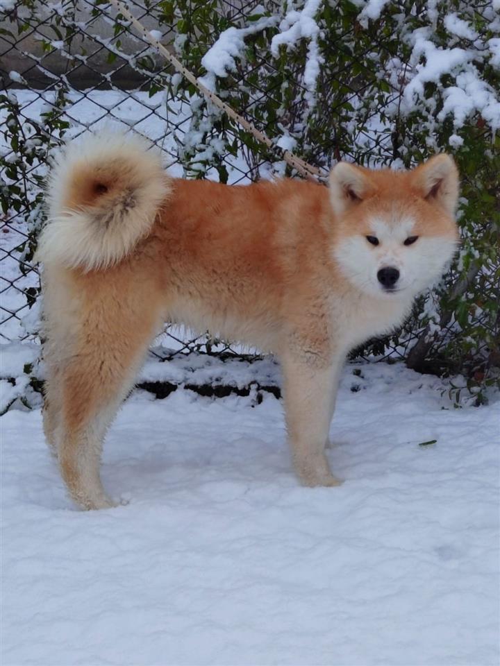 Akita-Inu