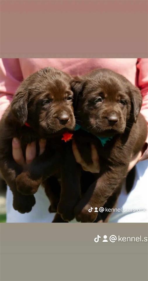Labrador-retriever-štenci-