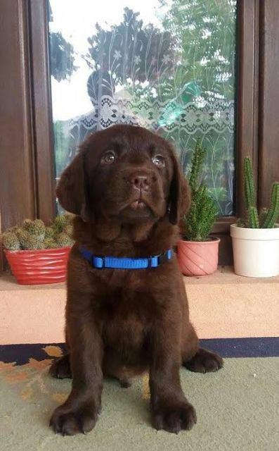 Labrador-Retriver-stenci