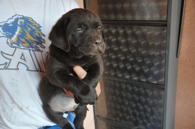 Labrador-Retriver-braon-stenci-