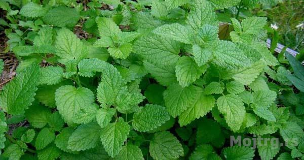 Limun Trava Maticnjak Melissa Officinalis Pancevo