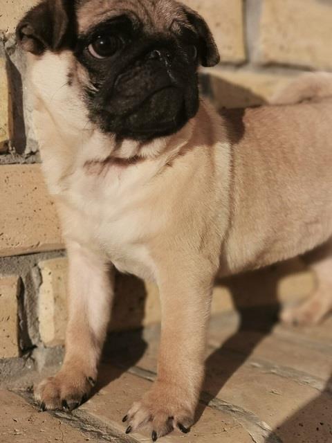 Mops-prvobirano-muško-štene