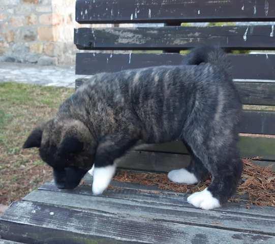 Američka-Akita--štenci
