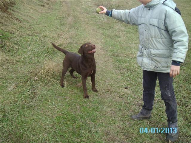Labrador-Retriver