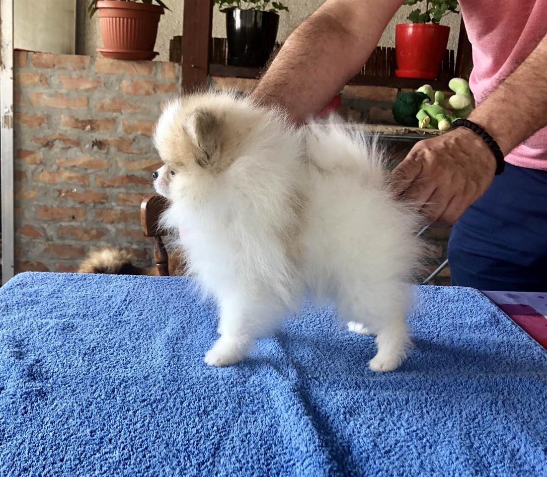 Pomeranac-štenci