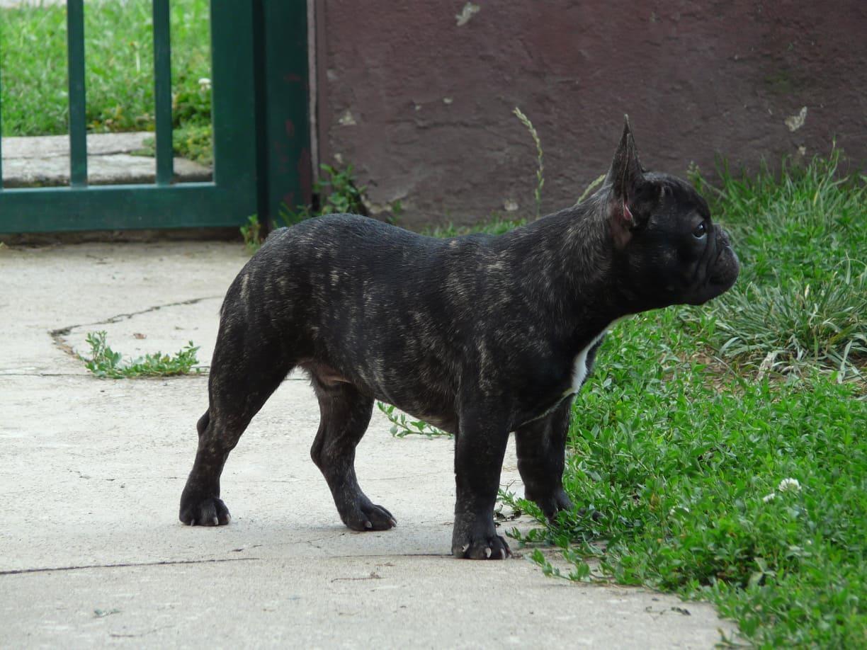Francuski-buldog-štenci