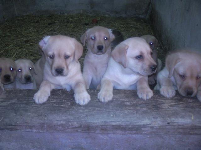 Labrador-retriver-stenci