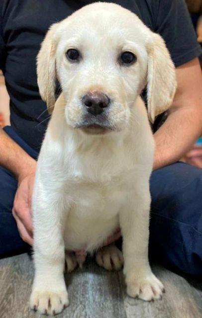 Labrador-štenci