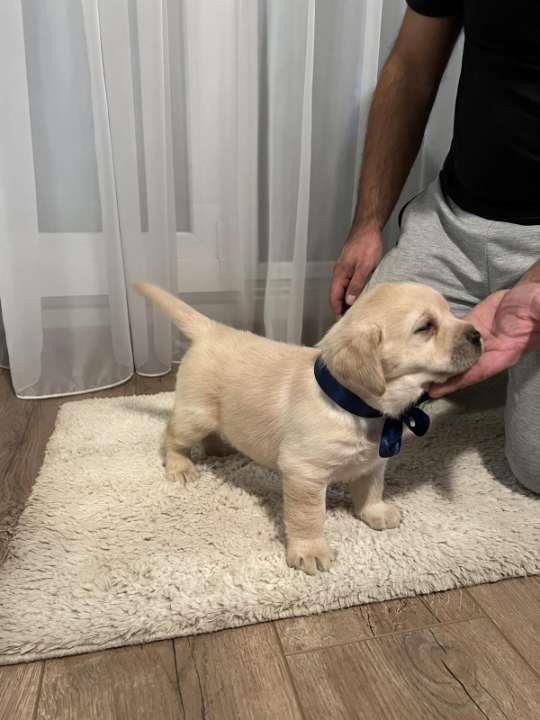 Labrador-retriver--prelepi-štenci-