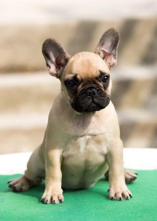 Francuski-buldog-stenad