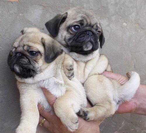 Mops