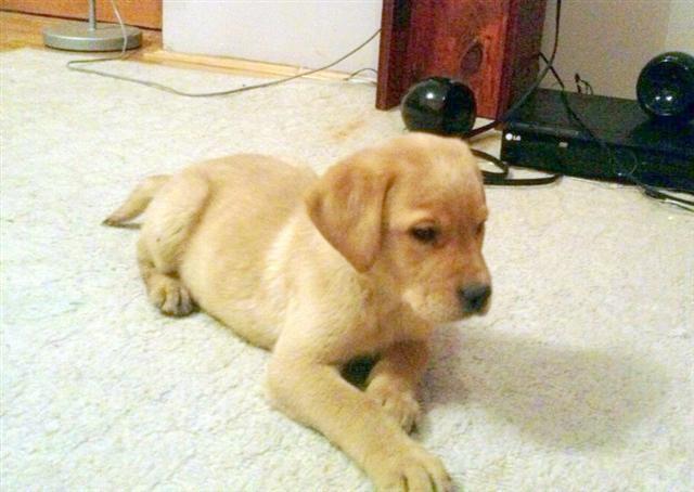Labrador-retriver
