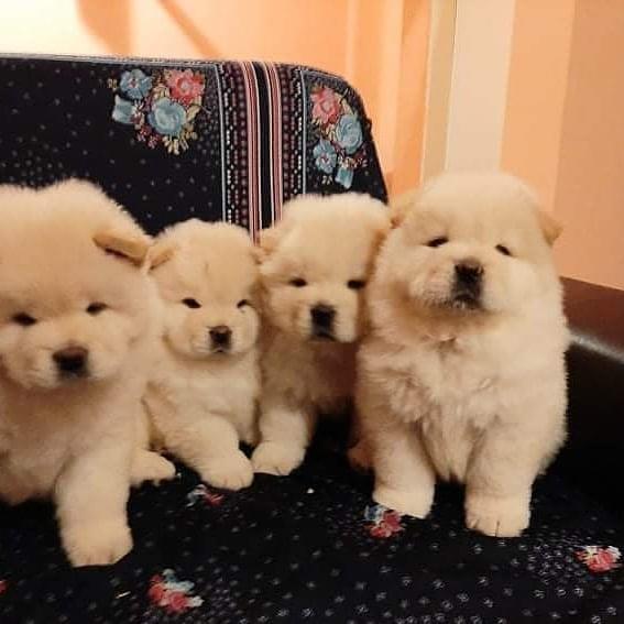 Chow-Chow-štenci-