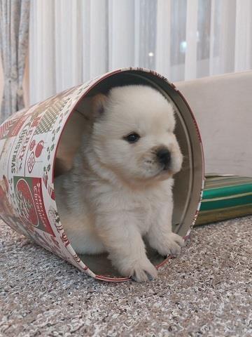 Chow-chow-cau-cau-stenad