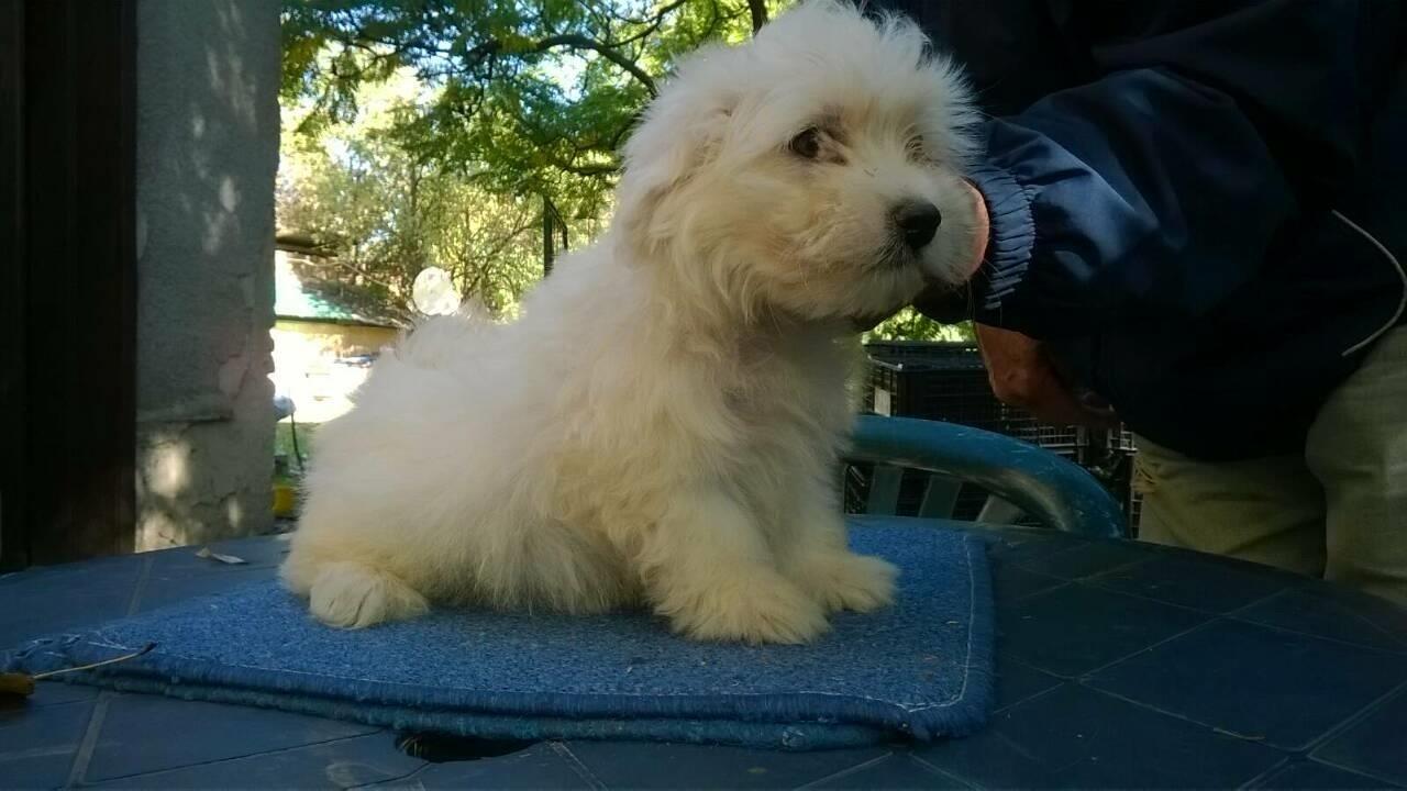 Maltezeri--prelepa-stenad