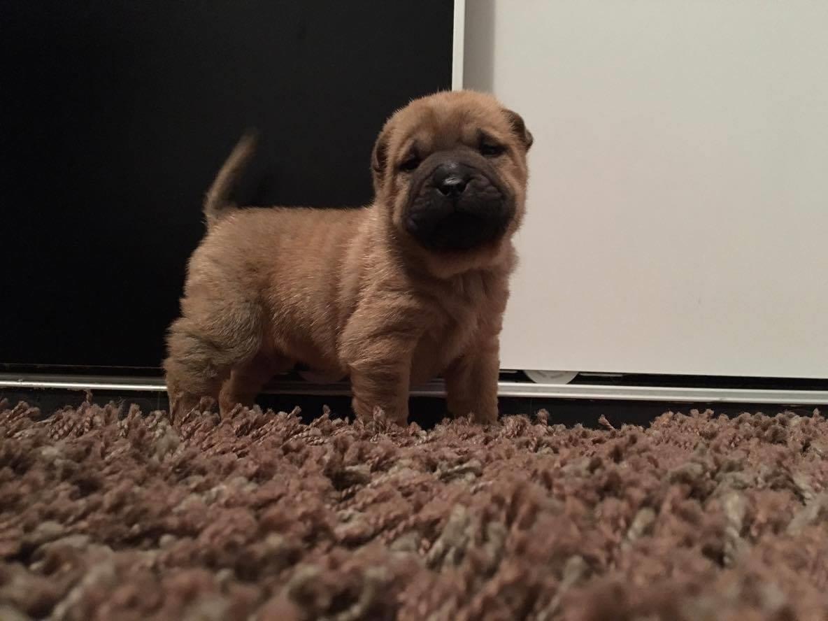 Shar-Pei