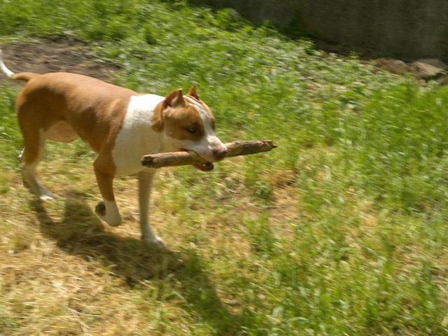 PIT-BULL