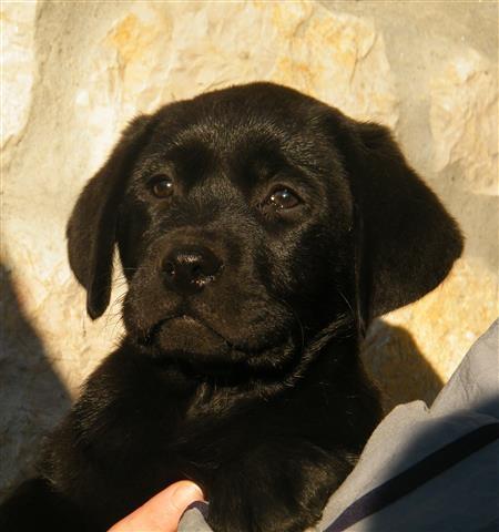 Zensko stene Labradora