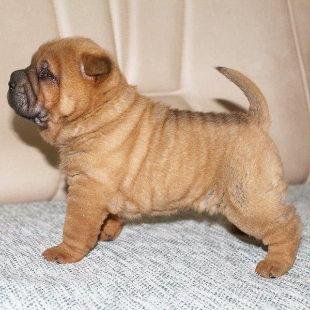 Shar-Pei-štenci-