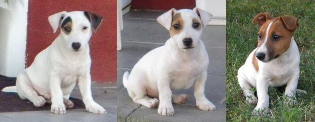 Jack Russell terrier - stenci