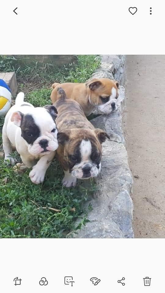 Engleski-buldog-štenci-
