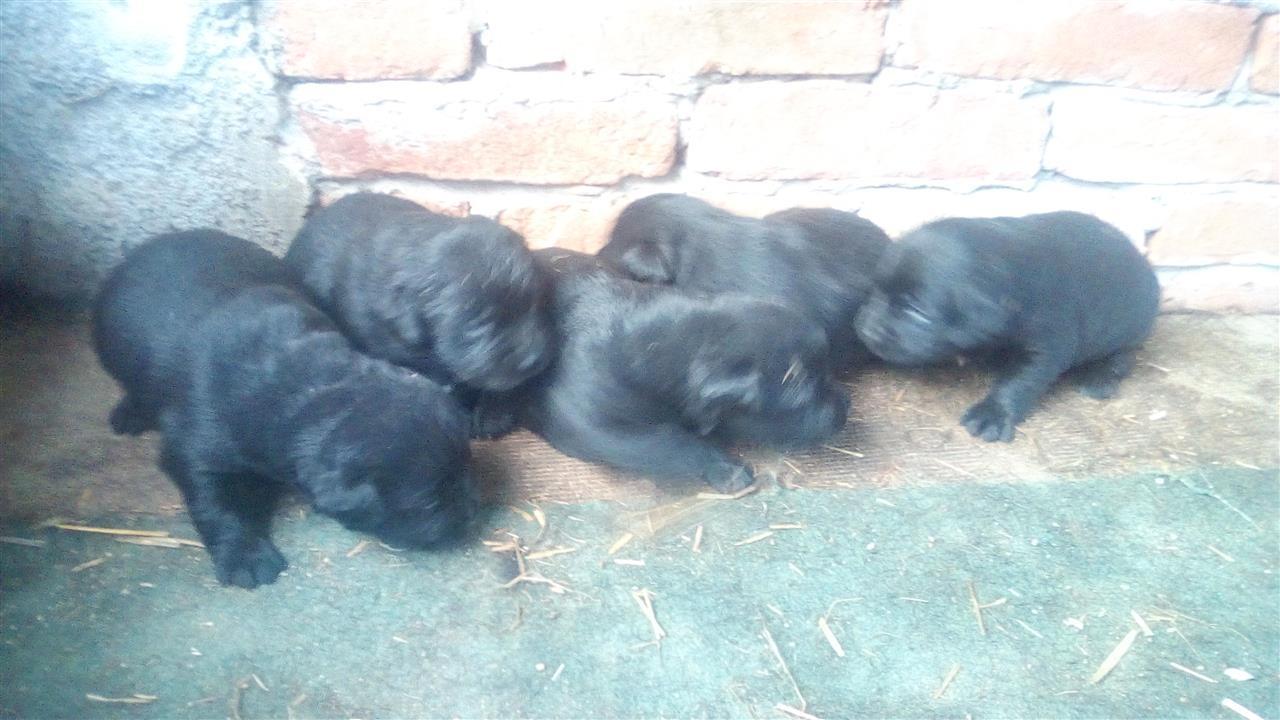 Prodajem-stene-labradori
