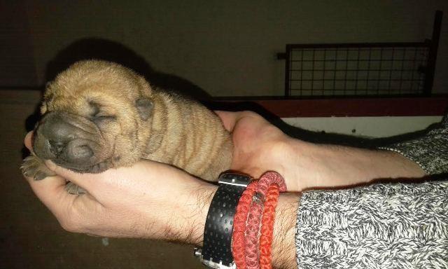 Sar-Pej--Shar-Pei--stenad