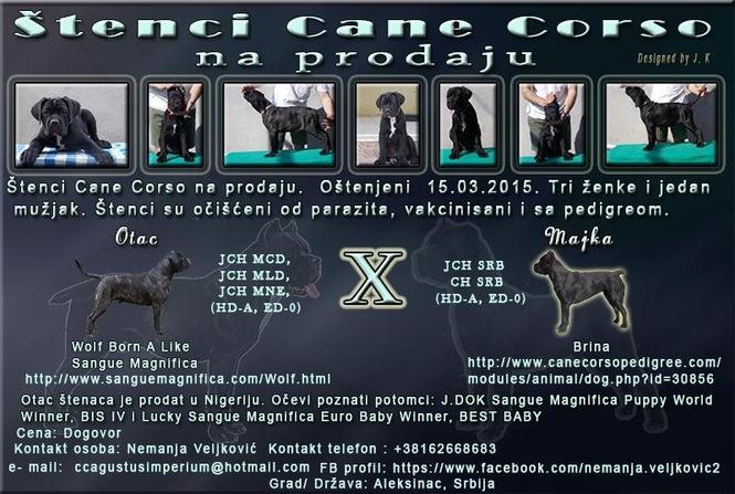 Cane Corso štenci vrhunskog porekla 