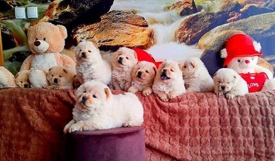 CHOW-CHOW-CAU-CAU