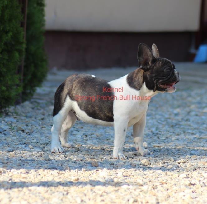 Francuski-Buldog