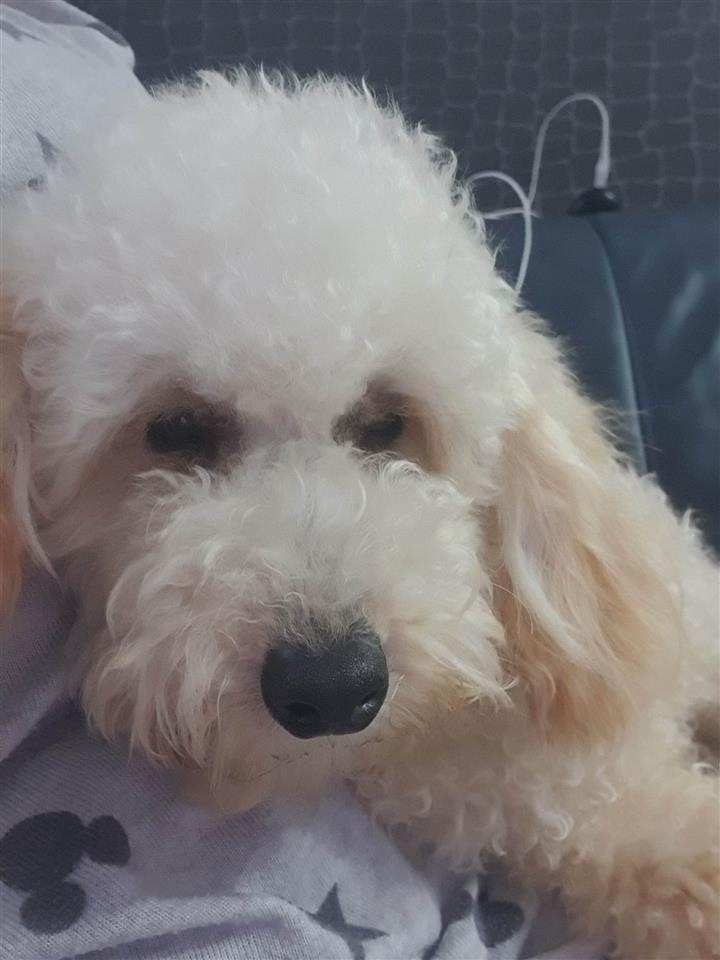 Toy-pudle-