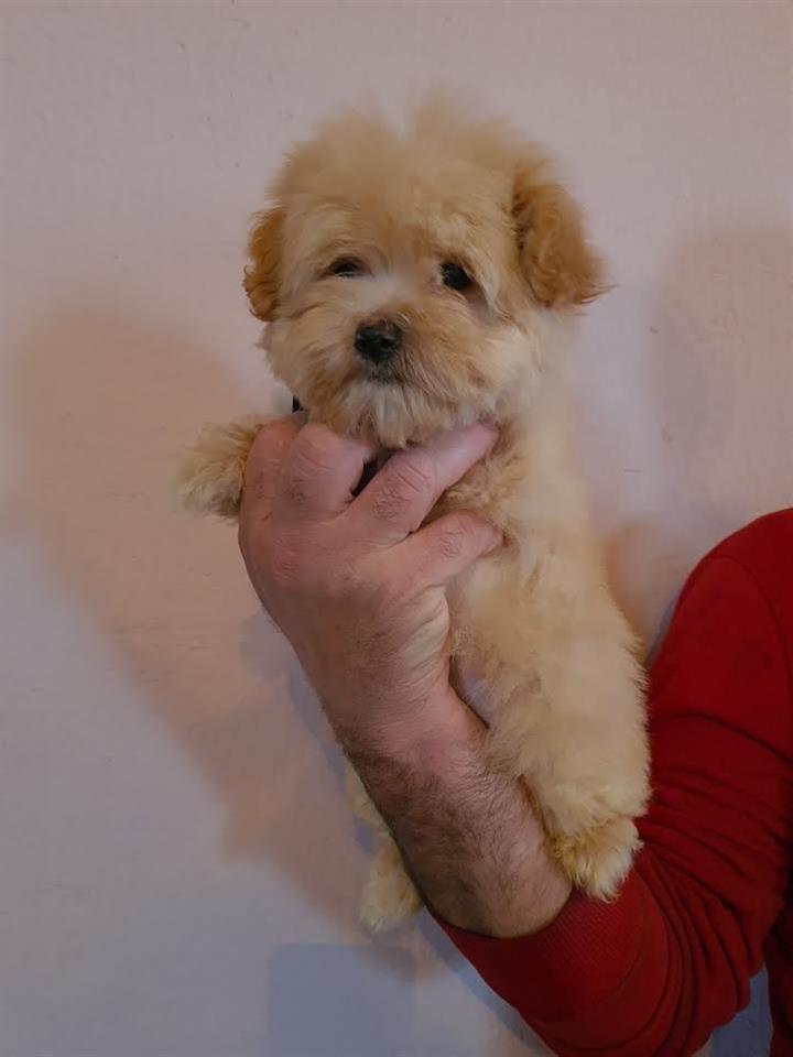 Maltipoo-štenci-