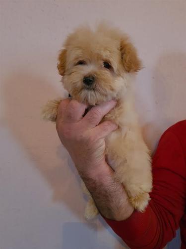 Maltipoo štenci 