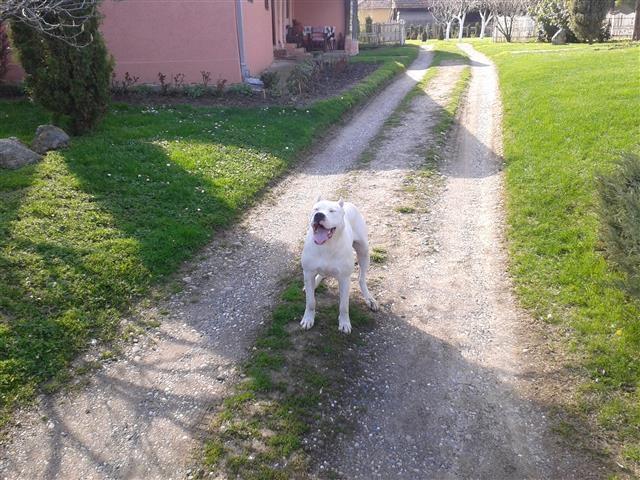 Dogo-Argentino
