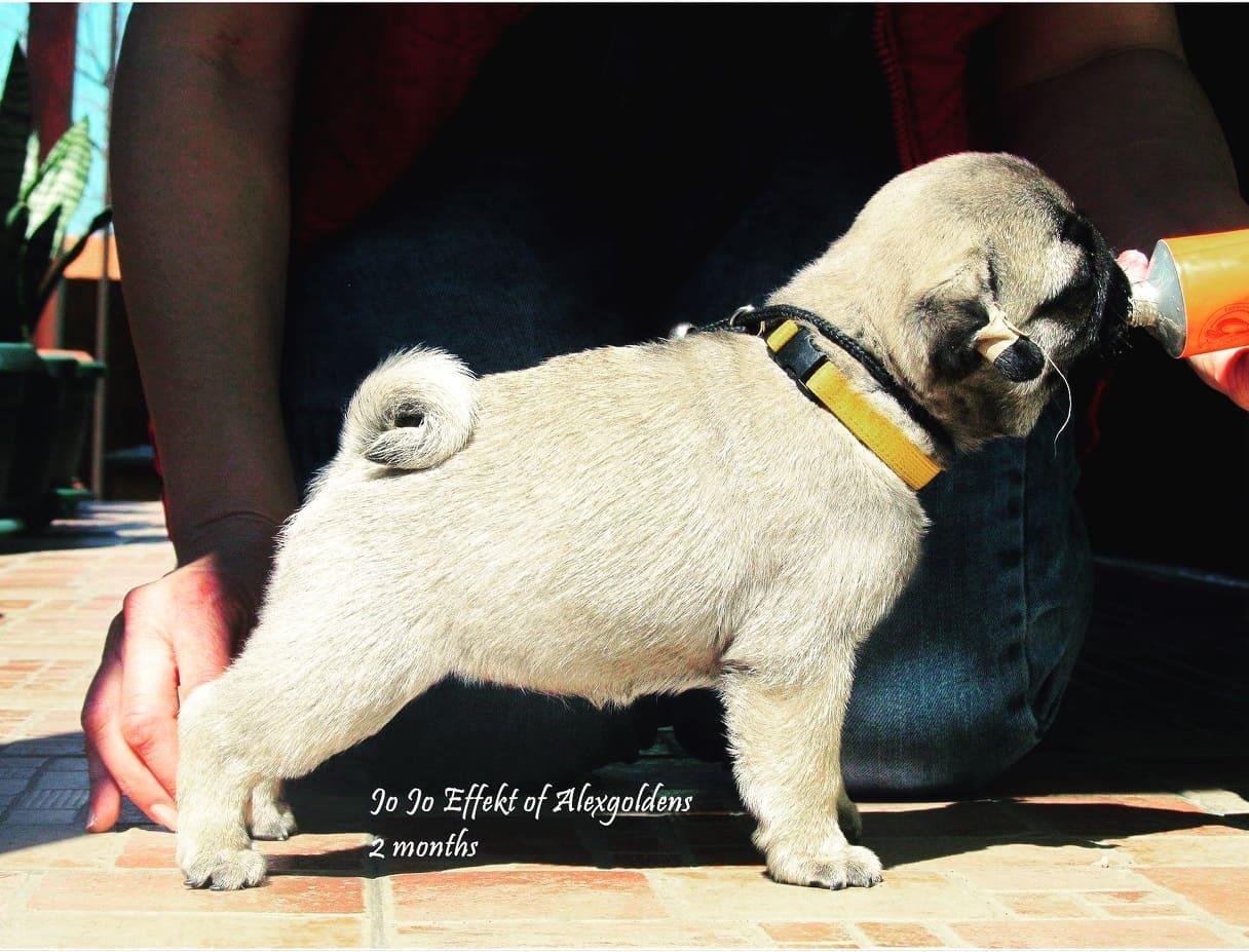 Mops-štenci