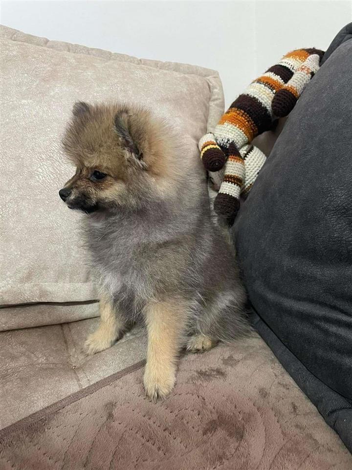 Pomeranac-štenci