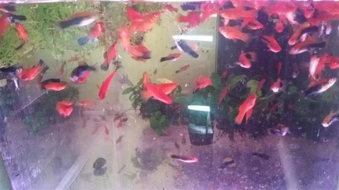 AKVARIJUMSKE RIBICE VELIKI IZBOR