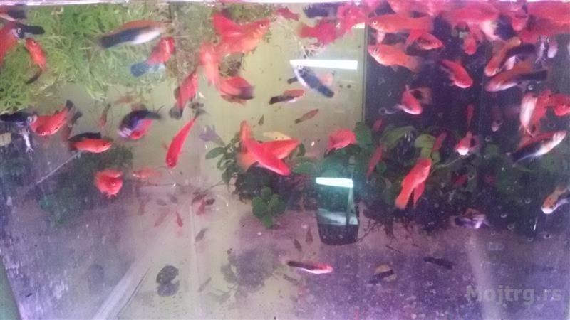 Akvarijumske Ribice Veliki Izbor Novi Sad