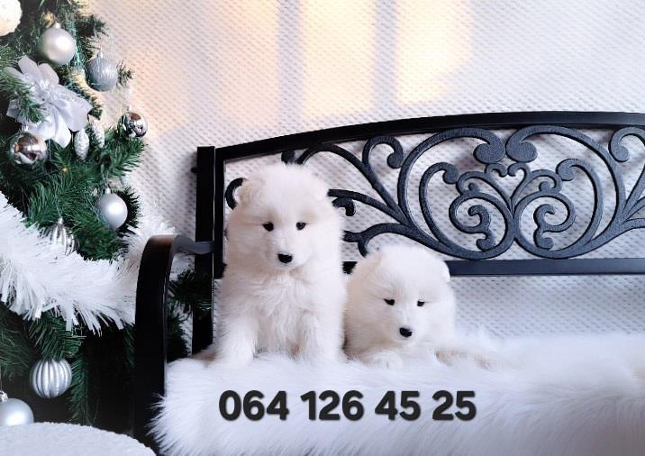 Samojed